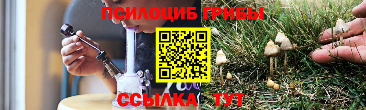 Псилоцибиновые грибы Psilocybe Гусев
